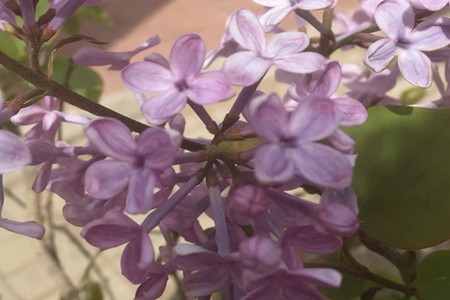 丁香花 盆栽