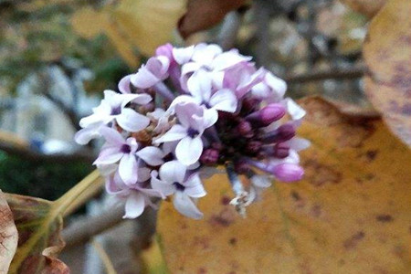 丁香花 盆栽