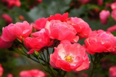 蔷薇的繁殖方法和注意事项