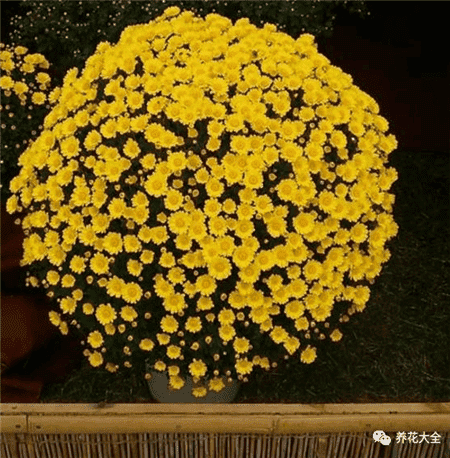 什么花养在阳台寓意好风水好