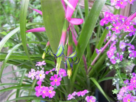 水塔花会开花吗