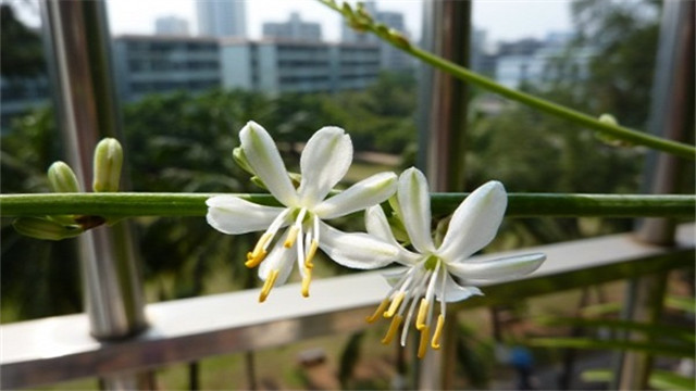 吊兰开花吗开什么颜色的花