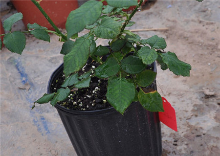 花盆里的植物怎么弄出来