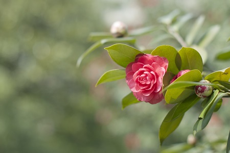 山茶花比喻什么女人