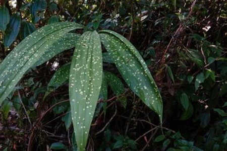 斑叶黄花鹤顶兰