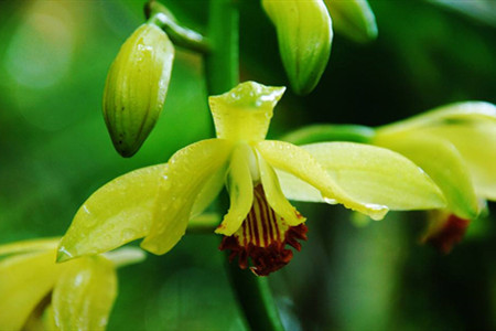 斑叶黄花鹤顶兰