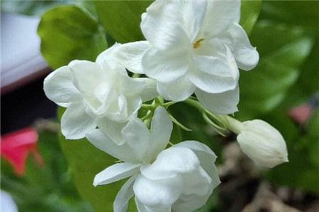 茉莉花简介资料