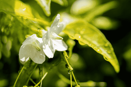 茉莉花简介资料