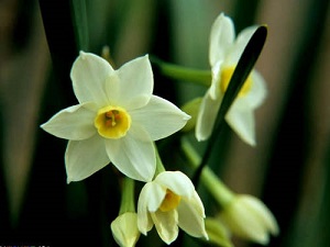 水仙花冬天会死吗