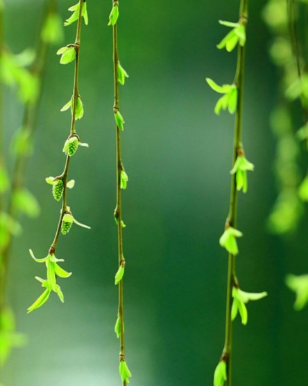 路上捡花好不好