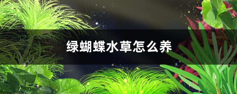 绿蝴蝶水草怎么修剪