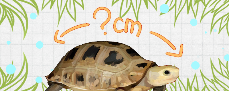 缅甸陆龟可以长到多大