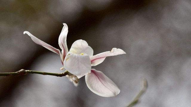 玉兰花得花语