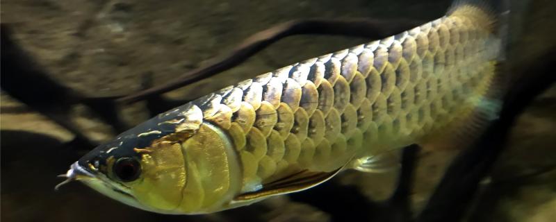 龙鱼喂海虾还是淡水虾