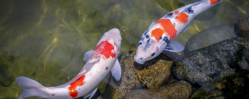 家养锦鲤为什么不繁殖