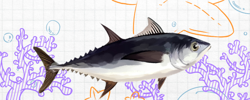 金枪鱼有多少品种常见品种有哪些图片