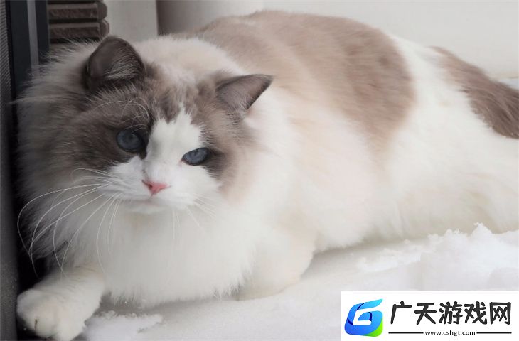 一个月的布偶猫怎么养