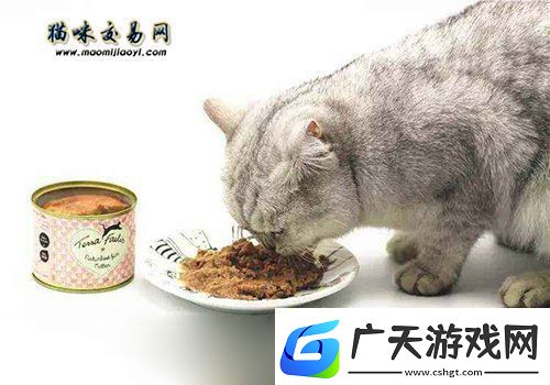 2020年杭州宠物猫各个品种猫咪价格表