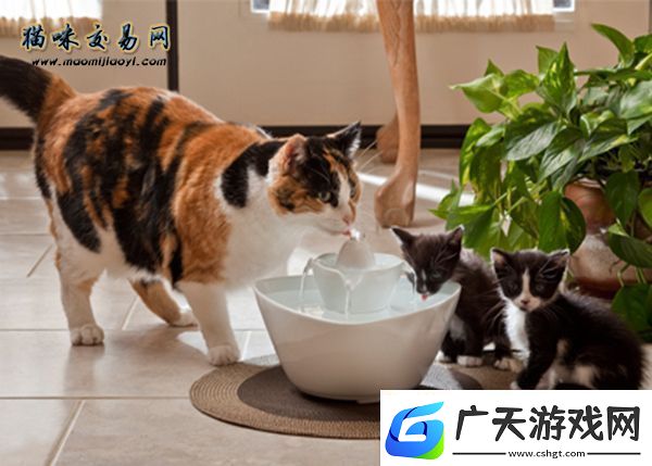 2020年杭州宠物猫各个品种猫咪价格表